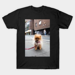 Cute Pomeranian Puppy T-Shirt